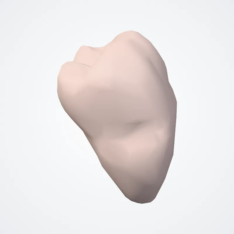 Lower second molar tooth (Dens molaris secundus inferioris) highlighted in a 3D model of the human body
