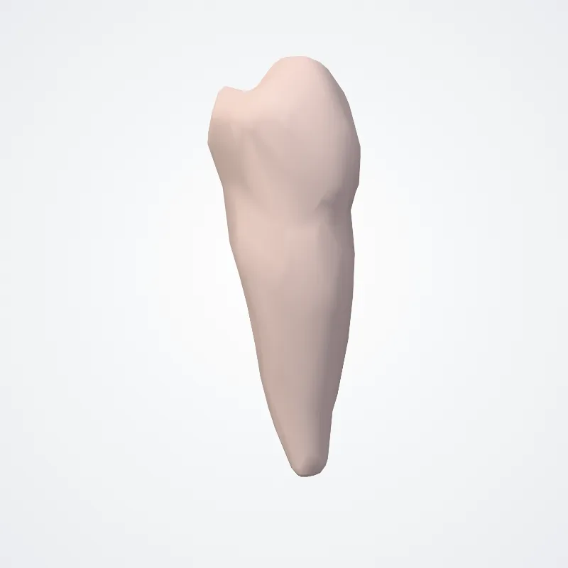 Dens premolaris secundus inferioris (Lower second premolar) hervorgehoben in einem 3D-Modell des menschlichen Körpers