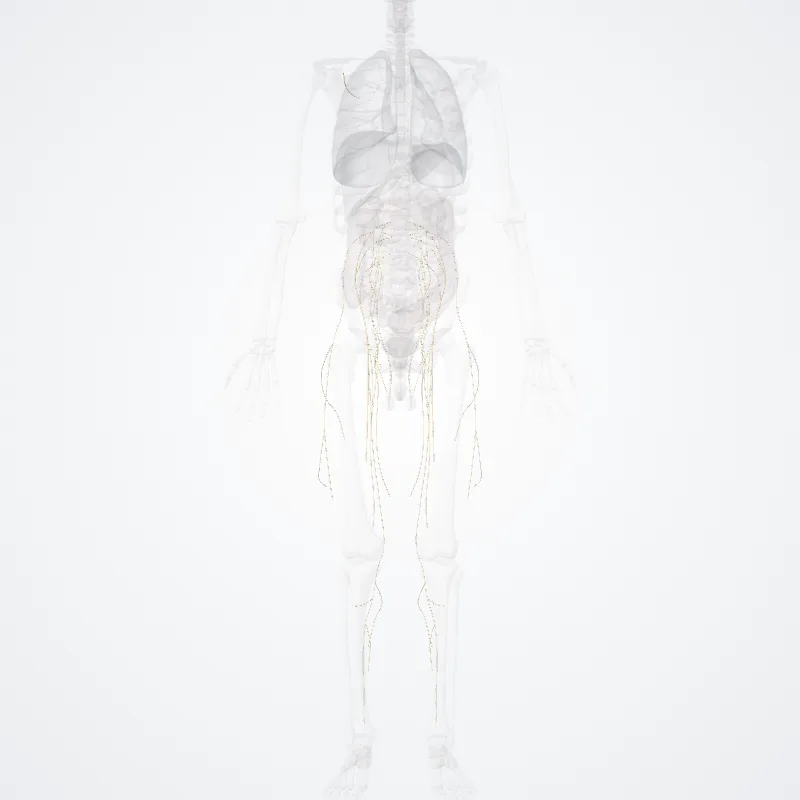Plexus lumbalis (Lumbar plexus) hervorgehoben in einem 3D-Modell des menschlichen Körpers