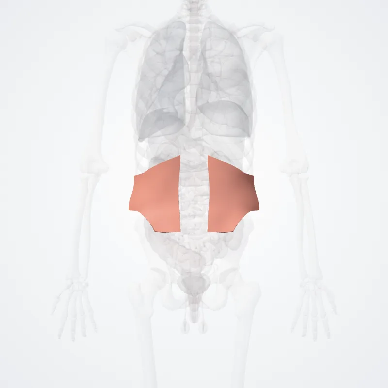 Regio lumbalis (Lumbar region) hervorgehoben in einem 3D-Modell des menschlichen Körpers