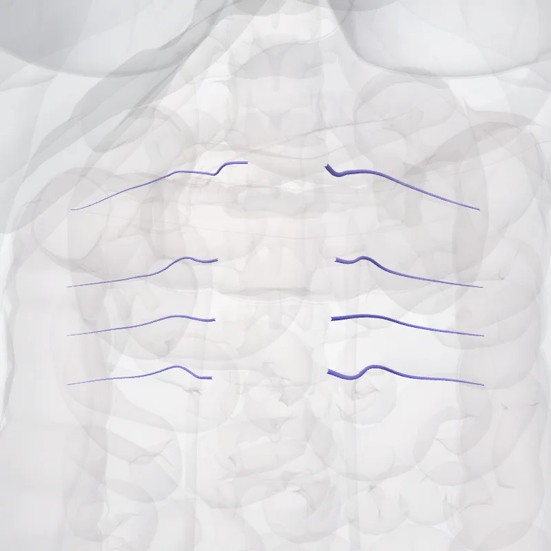 Venae lumbales (Lumbar veins) hervorgehoben in einem 3D-Modell des menschlichen Körpers