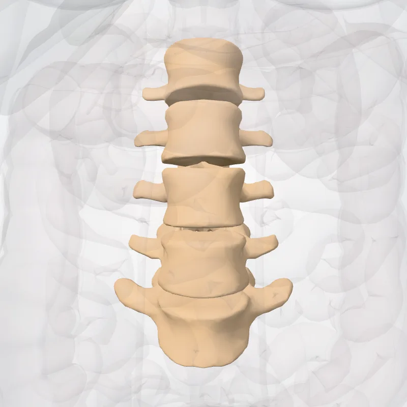 Vertebrae lumbales (Lumbar vertebrae) hervorgehoben in einem 3D-Modell des menschlichen Körpers