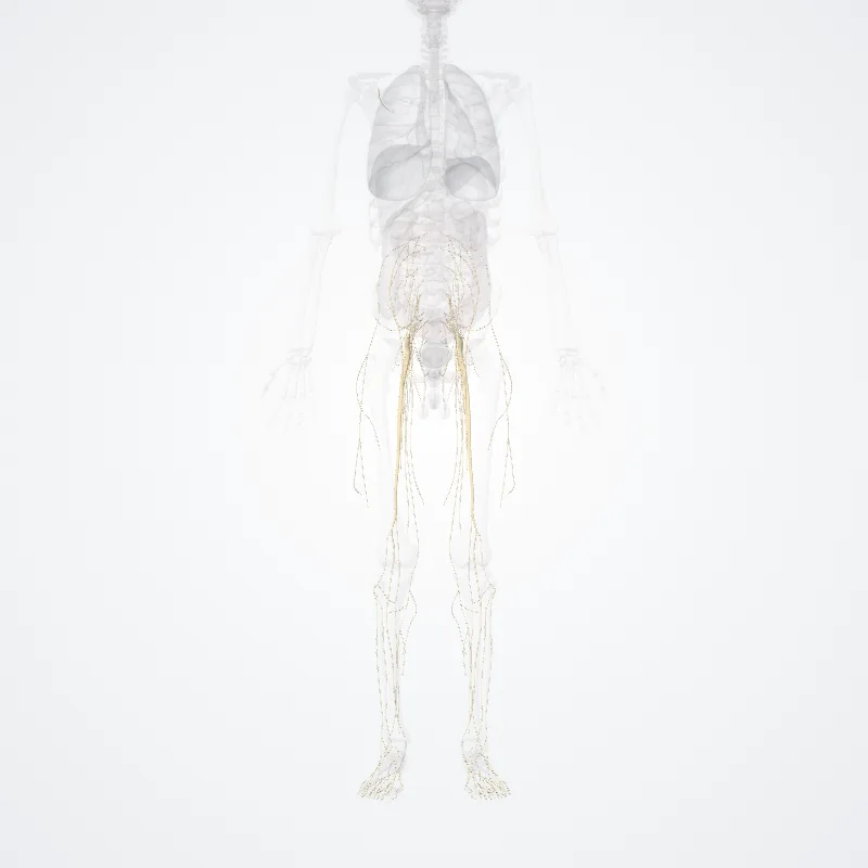 Plexus lumbosacralis (Lumbosacral plexus) hervorgehoben in einem 3D-Modell des menschlichen Körpers