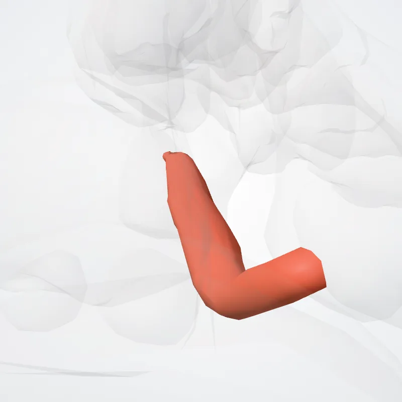 Musculi lumbricales pedis (Lumbrical muscles of foot) hervorgehoben in einem 3D-Modell des menschlichen Körpers