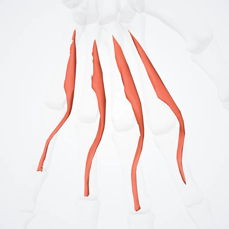 Musculi lumbricales manus (Lumbrical muscles of hand) hervorgehoben in einem 3D-Modell des menschlichen Körpers