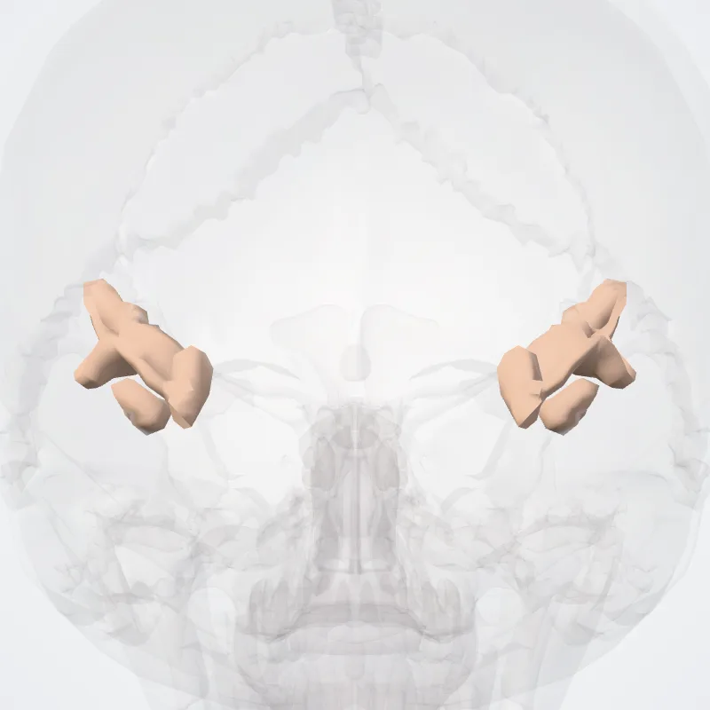 Lunate sulcus hervorgehoben in einem 3D-Modell des menschlichen Körpers