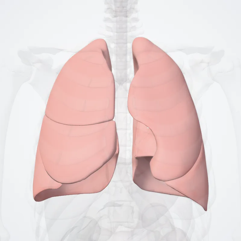 Pulmones (Lungs) hervorgehoben in einem 3D-Modell des menschlichen Körpers