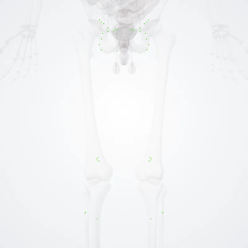 Lymph nodes of lower limb (Nodi lymphoidei membri inferioris) highlighted in a 3D model of the human body