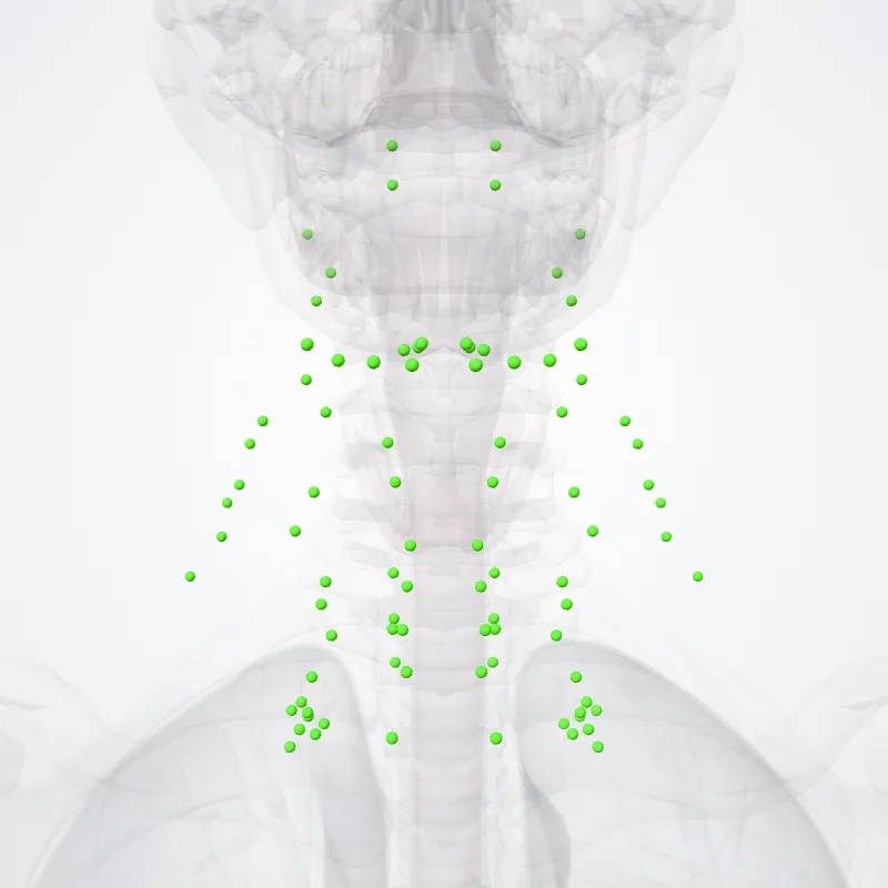 Nodi lymphoidei colli (Lymph nodes of neck) hervorgehoben in einem 3D-Modell des menschlichen Körpers