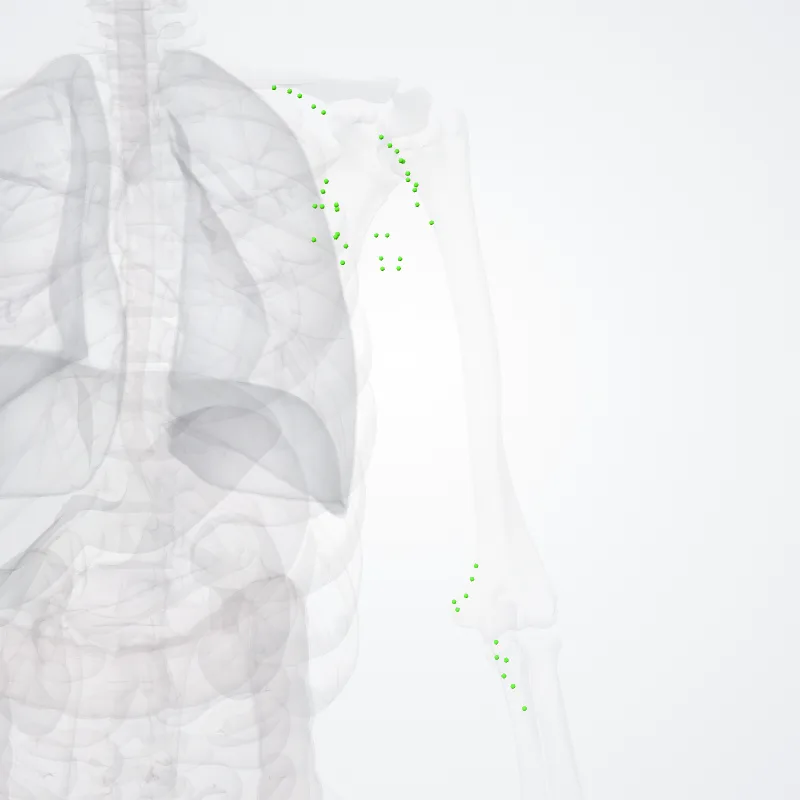 Nodi lymphoidei membri superioris (Lymph nodes of upper limb) hervorgehoben in einem 3D-Modell des menschlichen Körpers