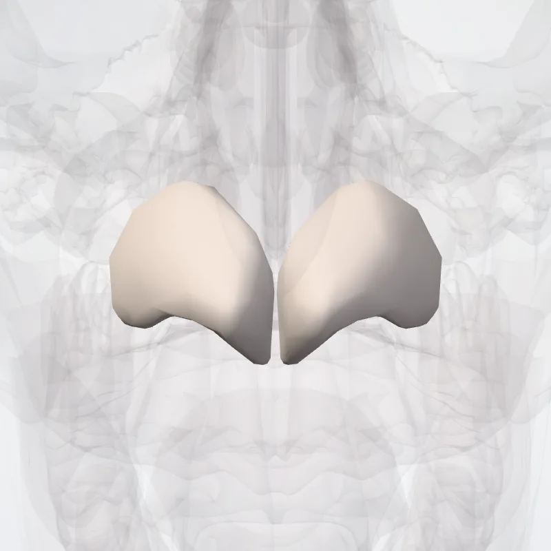 Major alar cartilage (Cartilago alaris major) highlighted in a 3D model of the human body