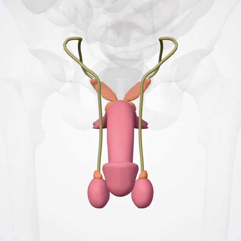 Male genital system (Systema genitale masculinum) highlighted in a 3D model of the human body