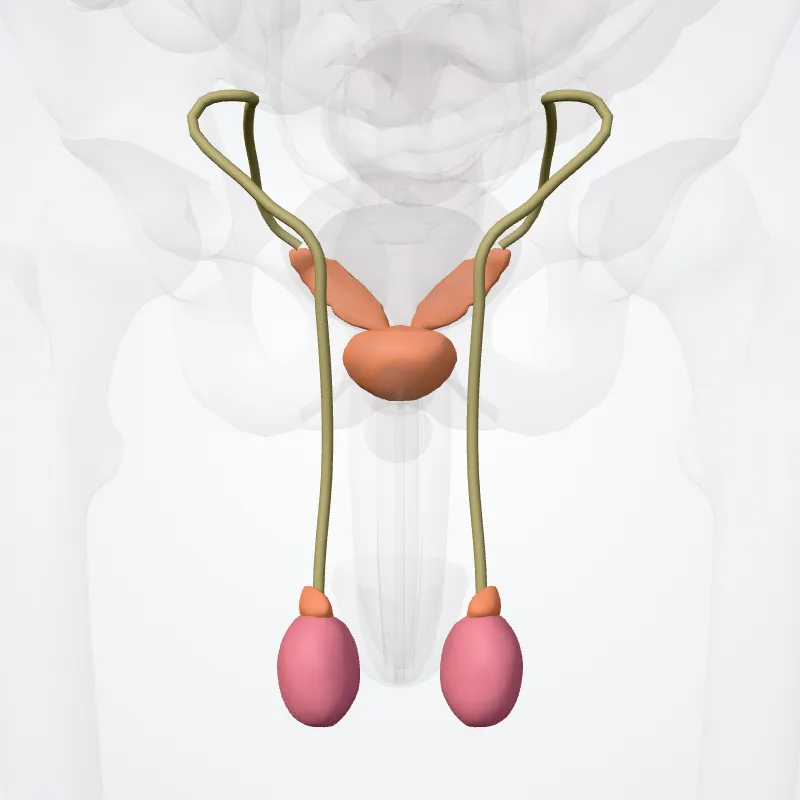 Male internal genitalia (Organa genitalia masculina interna) highlighted in a 3D model of the human body