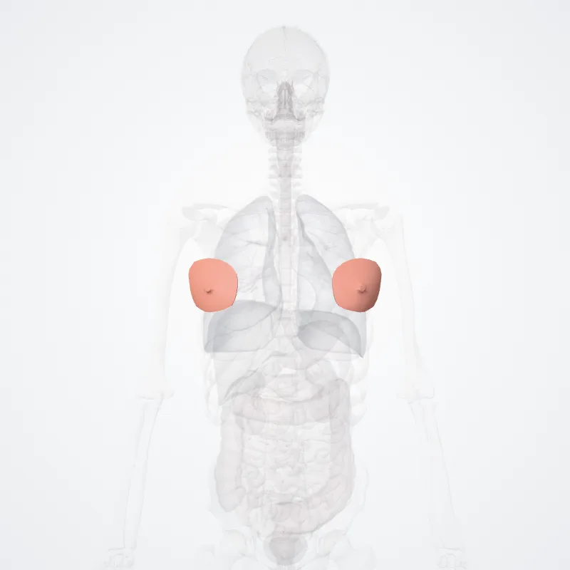 Regio mammaria (Mammary region) hervorgehoben in einem 3D-Modell des menschlichen Körpers