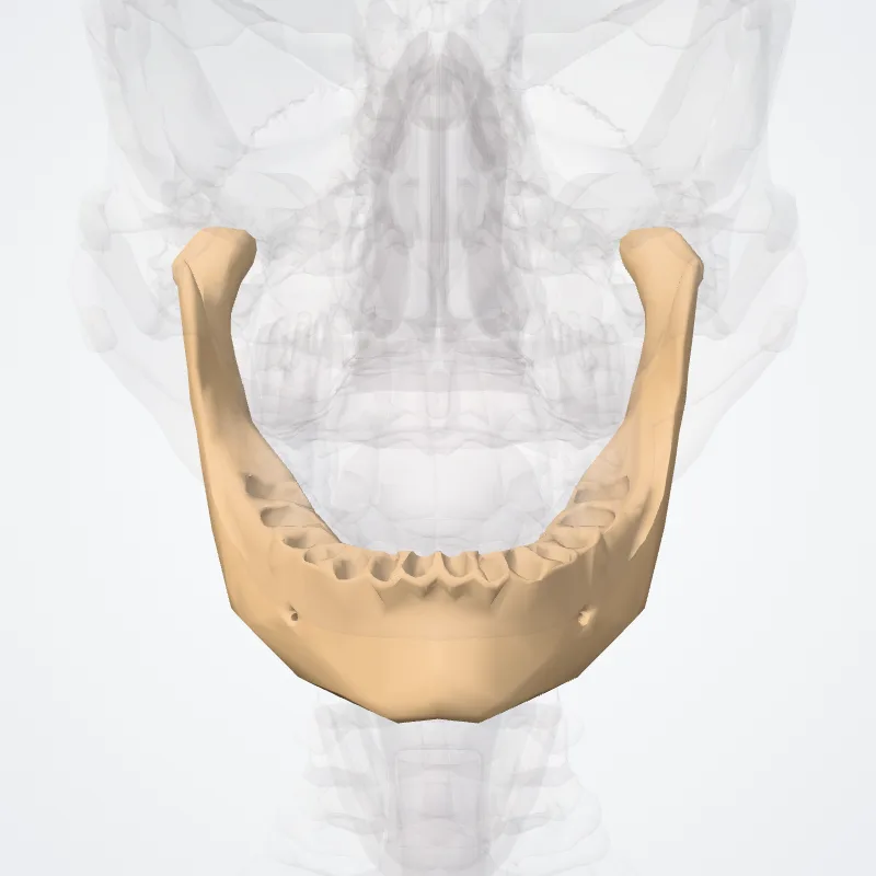 Mandibula (Mandible) hervorgehoben in einem 3D-Modell des menschlichen Körpers