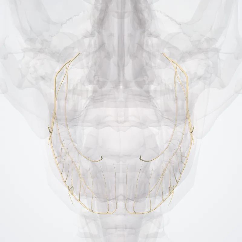Mandibular nerve (Nervus mandibularis) highlighted in a 3D model of the human body