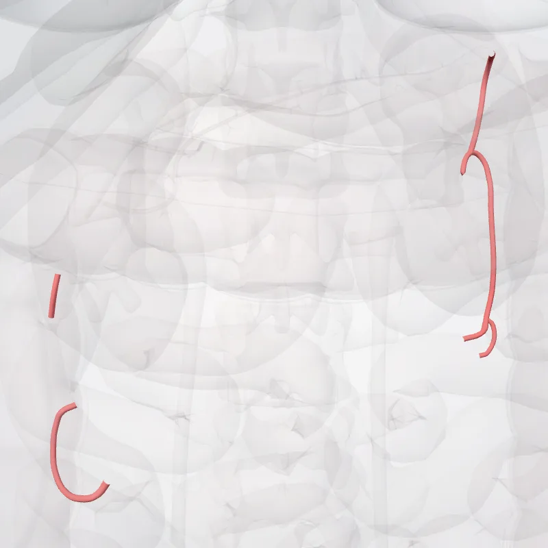 Arteria marginalis coli (Marginal artery) hervorgehoben in einem 3D-Modell des menschlichen Körpers