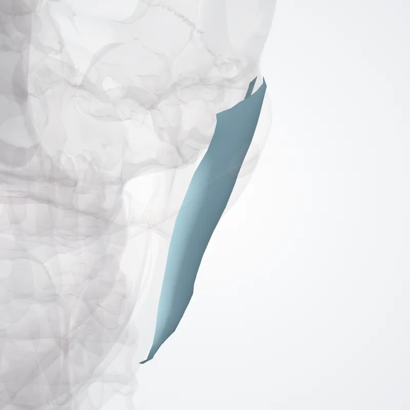 Fascia masseterica (Masseteric fascia) hervorgehoben in einem 3D-Modell des menschlichen Körpers