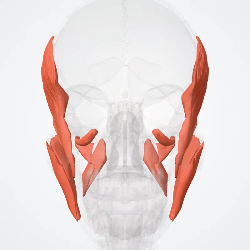 Masticatory muscles (Musculi masticatorii) highlighted in a 3D model of the human body