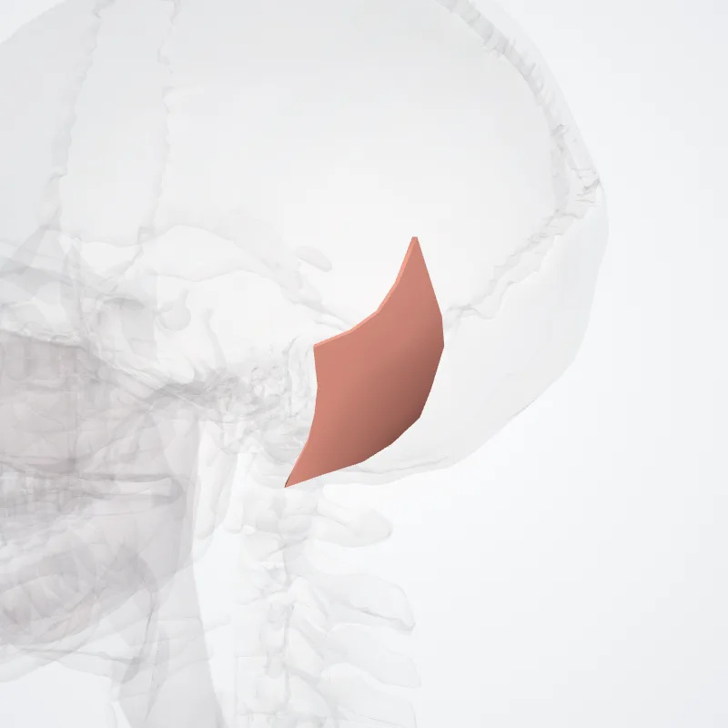 Mastoid region (Regio mastoidea) highlighted in a 3D model of the human body