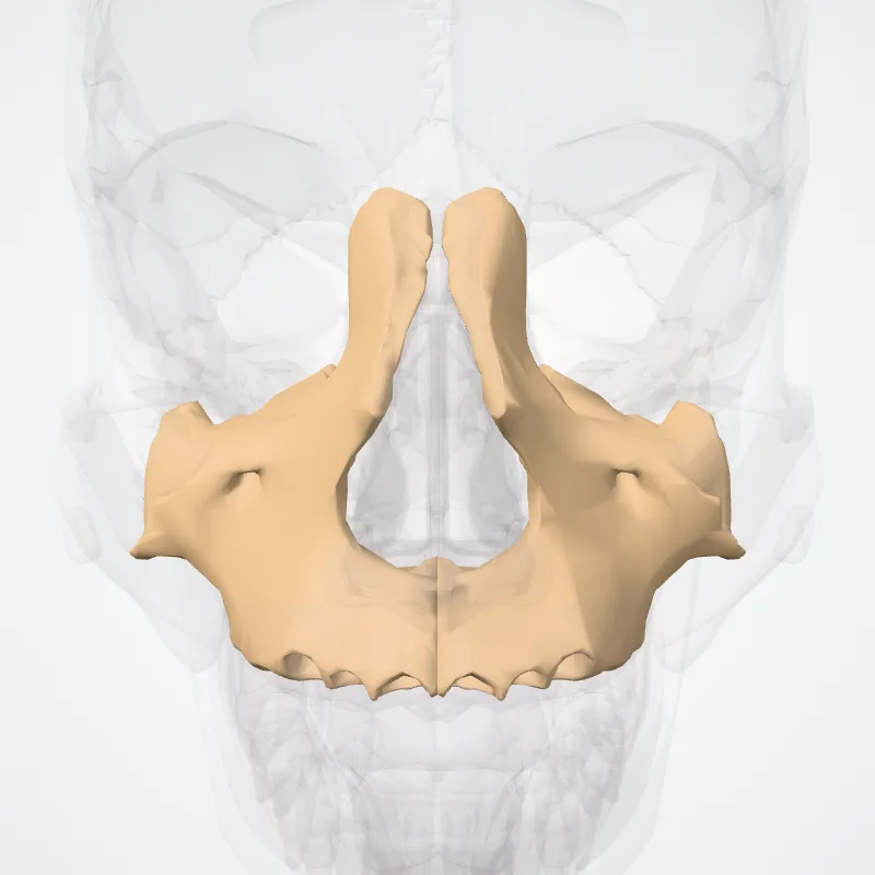 Maxilla hervorgehoben in einem 3D-Modell des menschlichen Körpers