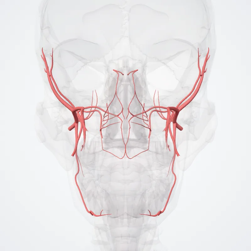 Arteria maxillaris (Maxillary artery) hervorgehoben in einem 3D-Modell des menschlichen Körpers