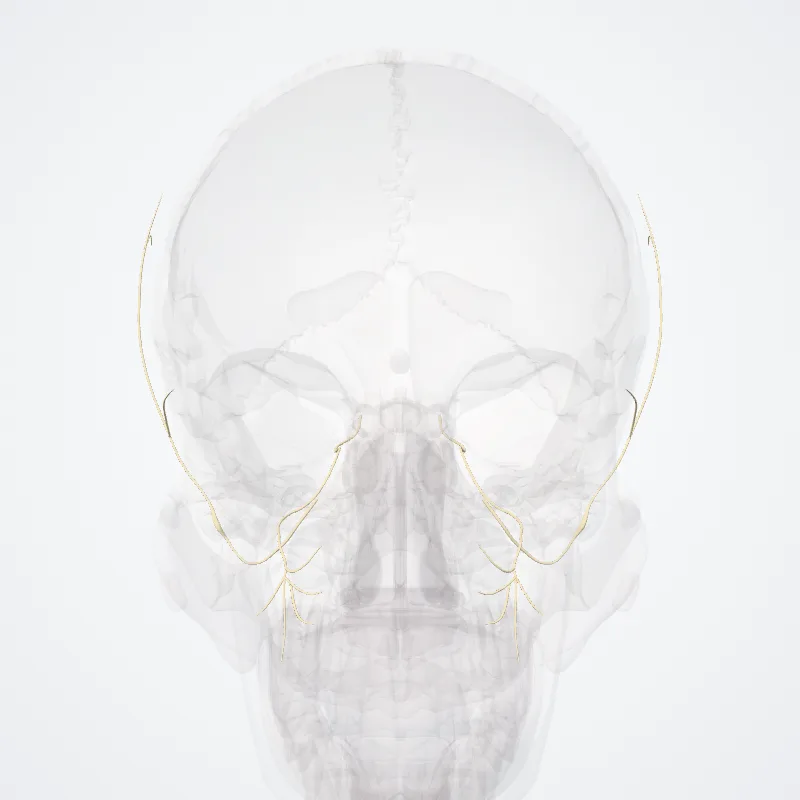 Maxillary nerve (Nervus maxillaris) highlighted in a 3D model of the human body
