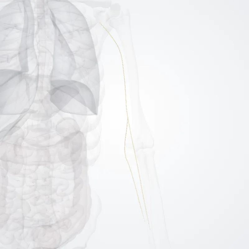 Medial antebrachial cutaneous nerve (Nervus cutaneus medialis antebrachii) highlighted in a 3D model of the human body