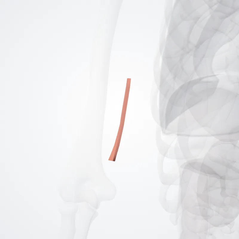 Sulcus bicipitalis medialis (Medial bicipital groove) hervorgehoben in einem 3D-Modell des menschlichen Körpers