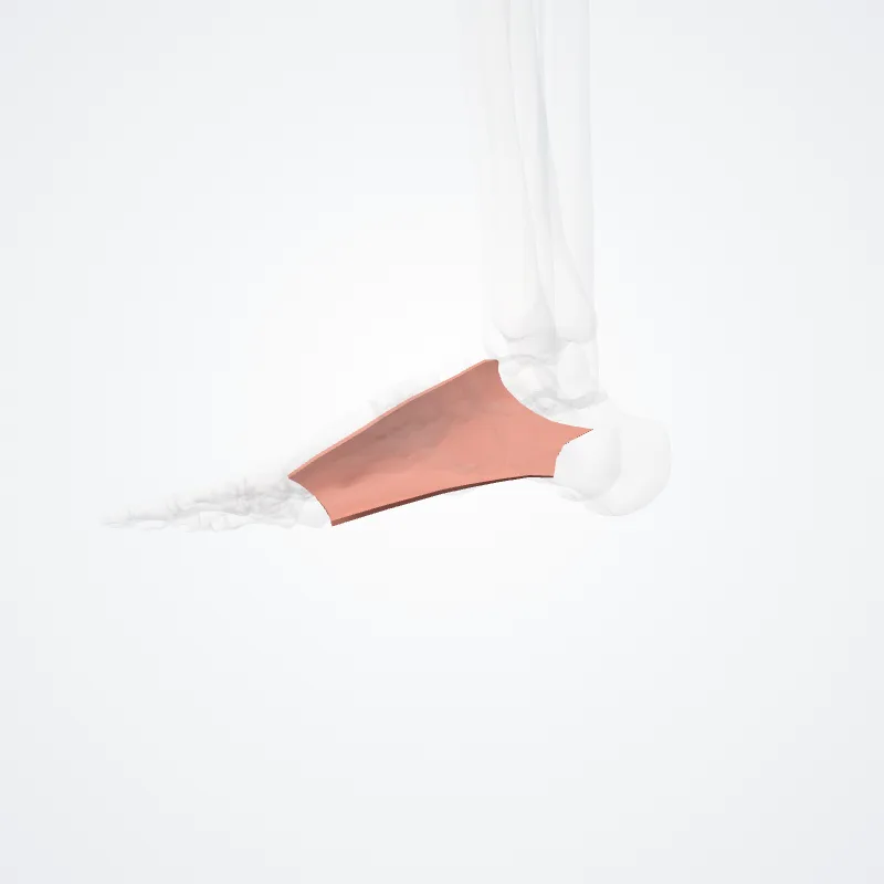 Margo medialis pedis (Medial border of foot) hervorgehoben in einem 3D-Modell des menschlichen Körpers