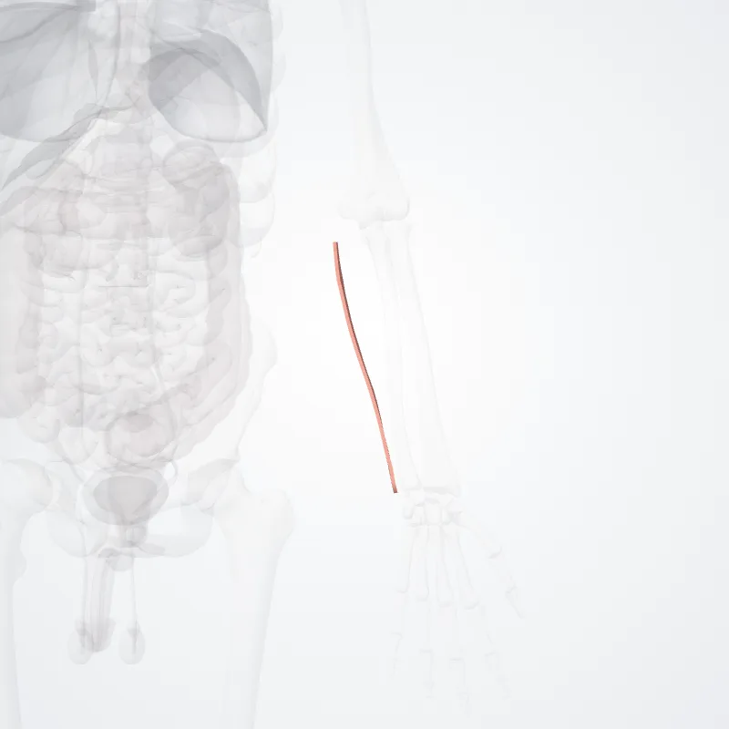 Margo medialis antebrachii (Medial border of forearm) hervorgehoben in einem 3D-Modell des menschlichen Körpers