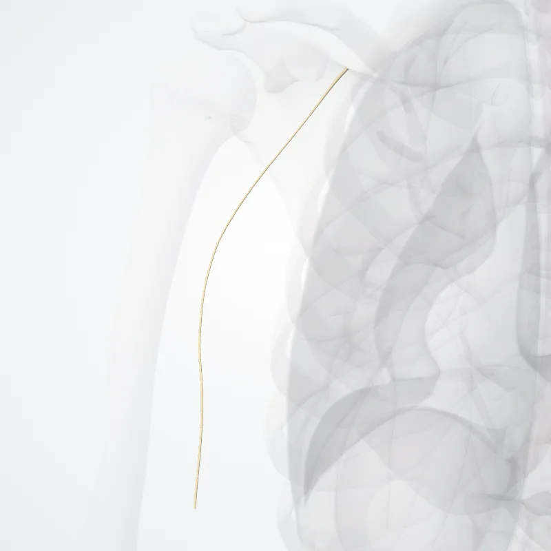 Medial brachial cutaneous nerve (Nervus cutaneus medialis brachii) highlighted in a 3D model of the human body