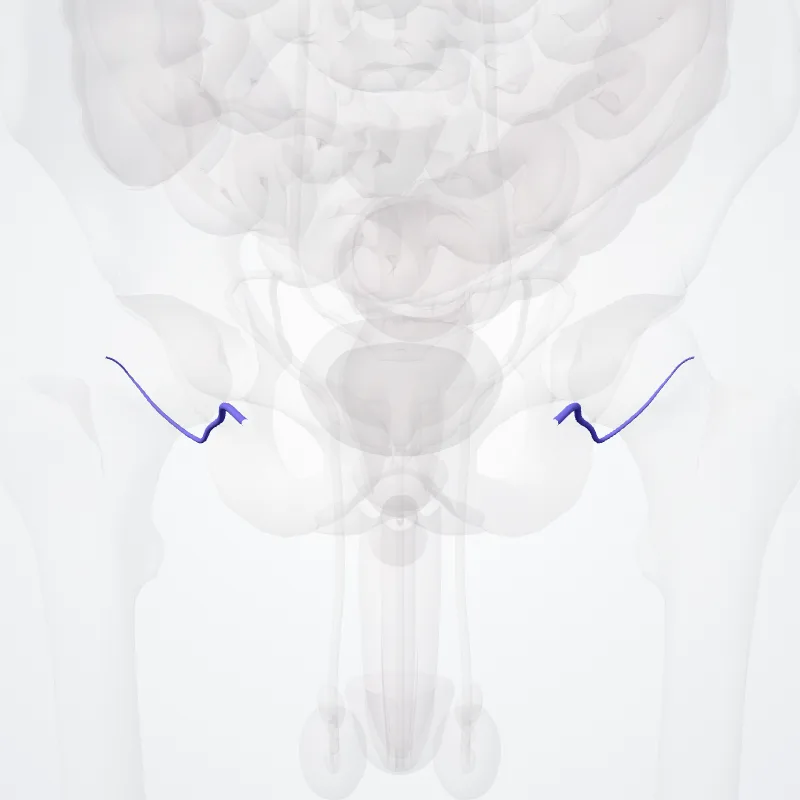 Medial circumflex femoral veins (Venae circumflexae mediales) highlighted in a 3D model of the human body