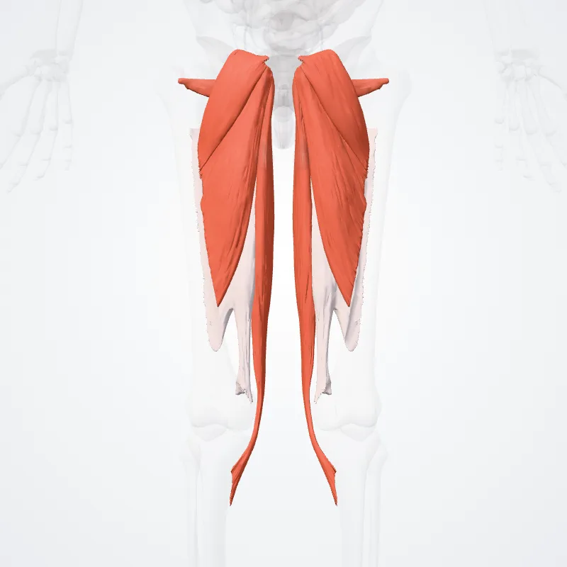 Compartimentum mediale muscle (Medial compartment of thigh) hervorgehoben in einem 3D-Modell des menschlichen Körpers