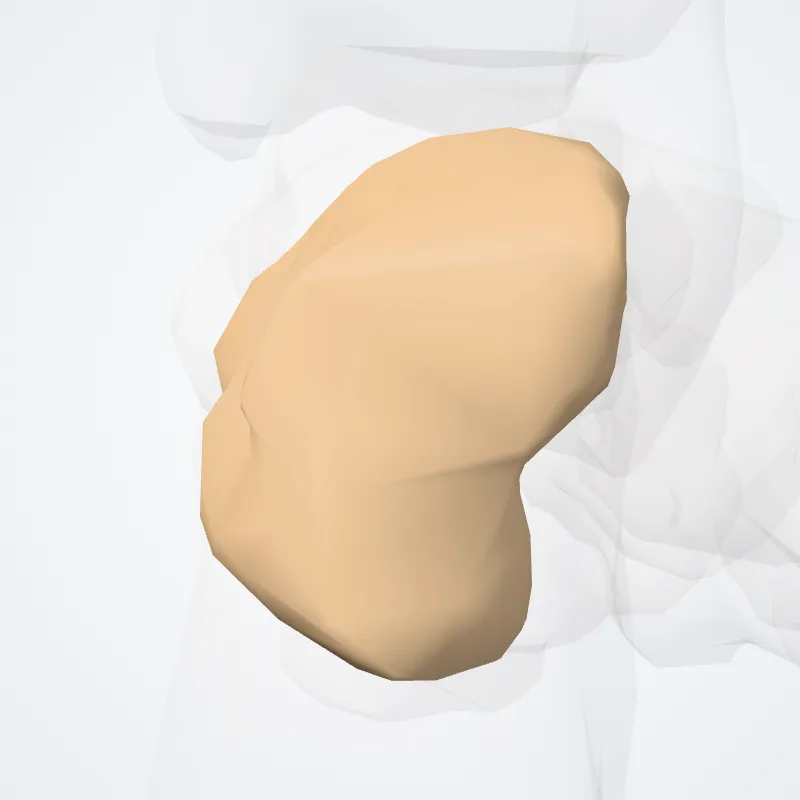 Medial cuneiform bone (Os cuneiforme mediale) highlighted in a 3D model of the human body