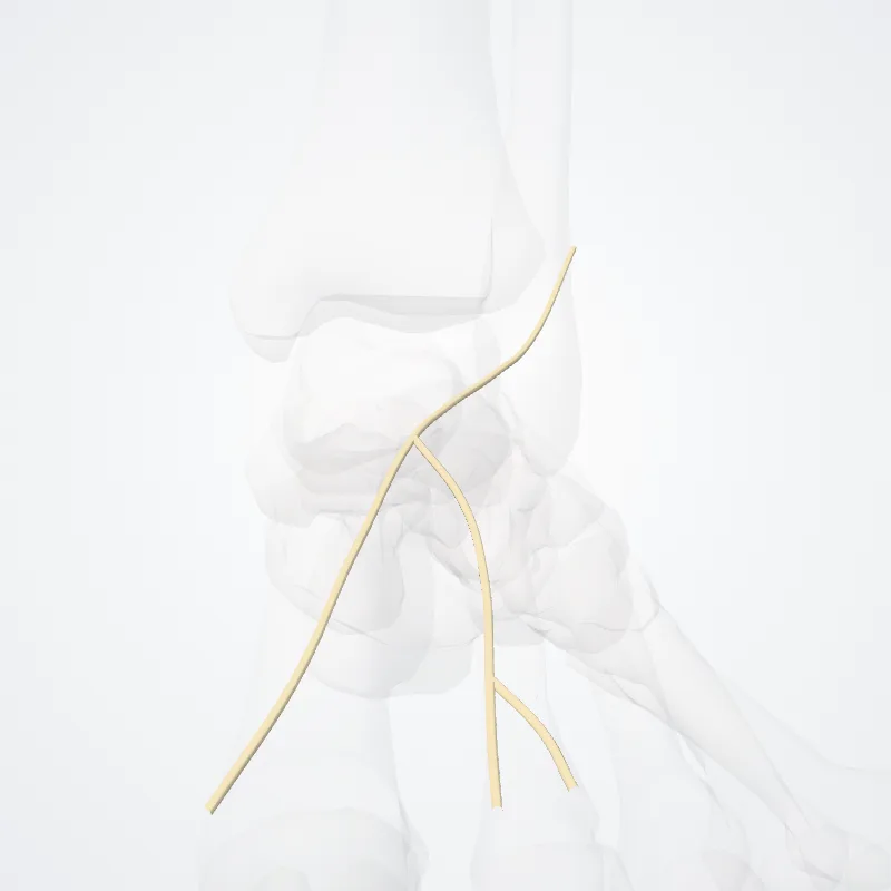 Medial dorsal cutaneous nerve of foot (Nervus cutaneus medialis dorsalis pedis) highlighted in a 3D model of the human body