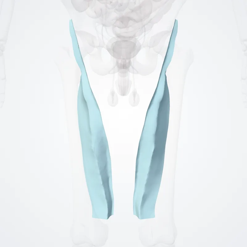 Septum intermusculare mediale femoris (Medial femoral intermuscular septum) hervorgehoben in einem 3D-Modell des menschlichen Körpers