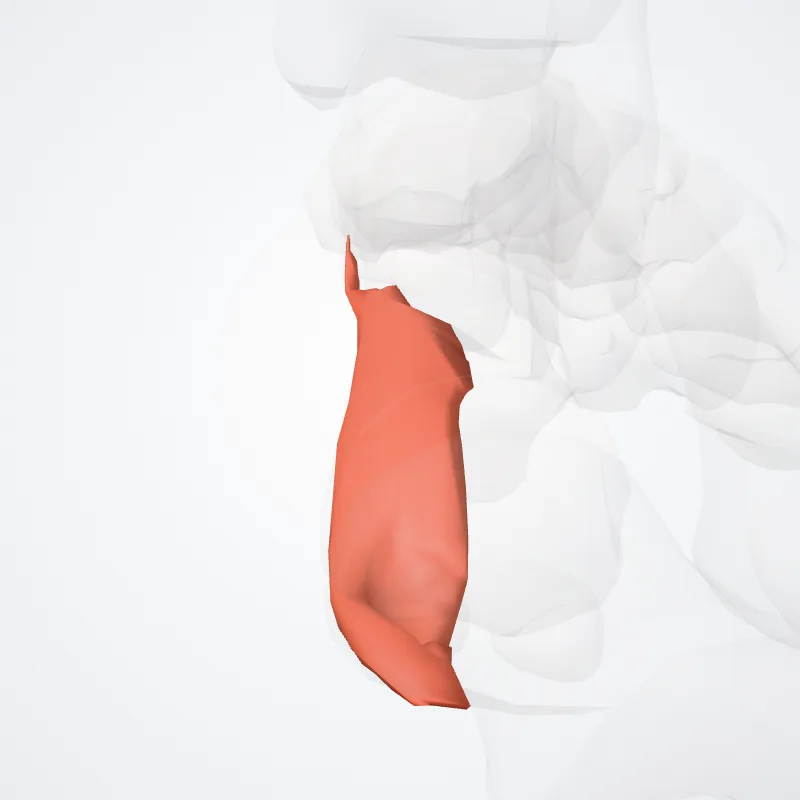 Caput mediale flexoris brevis hallucis (Medial head of flexor hallucis brevis) hervorgehoben in einem 3D-Modell des menschlichen Körpers