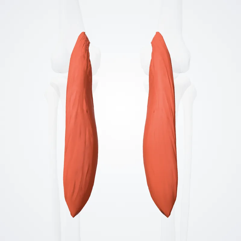 Medial head of gastrocnemius (Caput mediale musculi gastrocnemii) highlighted in a 3D model of the human body