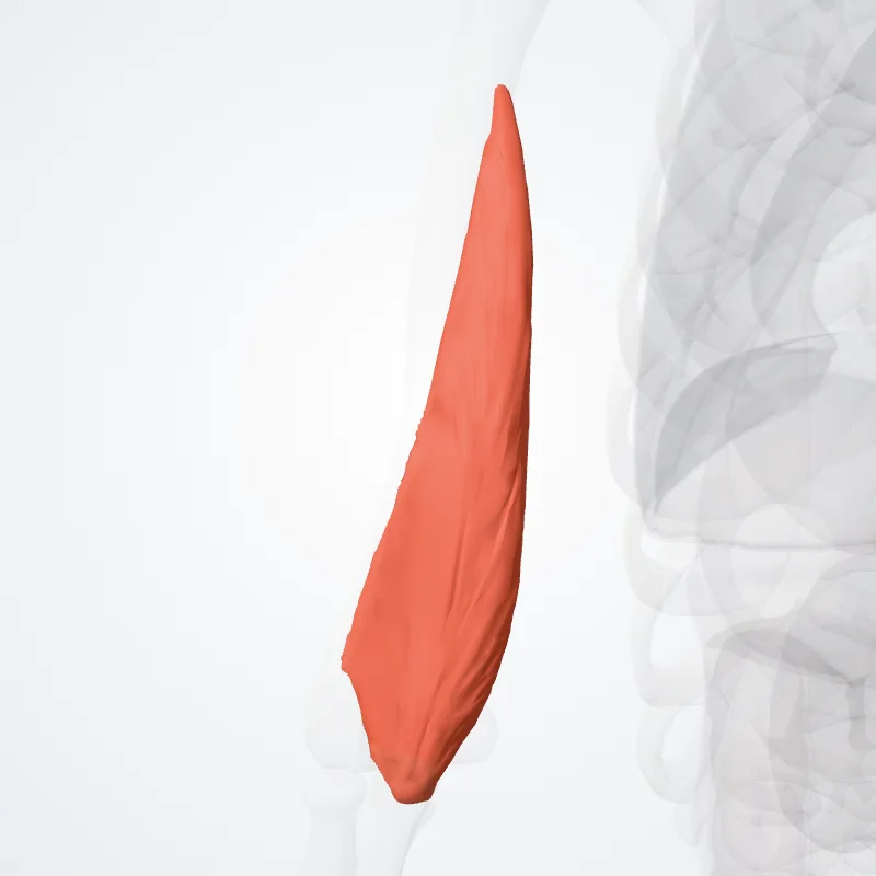 Medial head of triceps brachii (Caput mediale musculi tricipitis caput brachii) highlighted in a 3D model of the human body