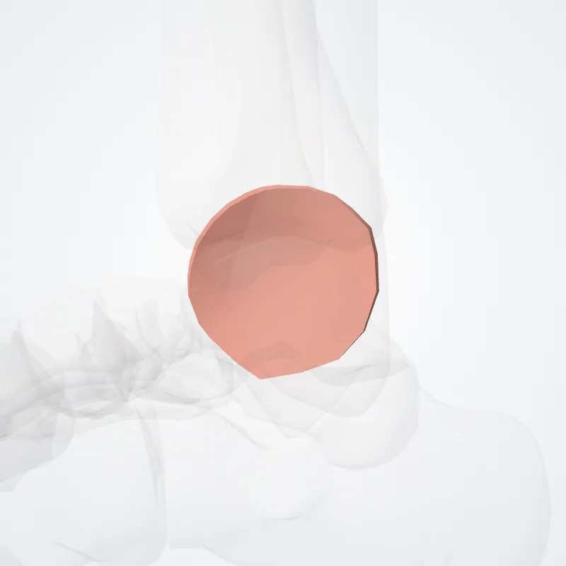 Malleolus medialis (Medial malleolus) hervorgehoben in einem 3D-Modell des menschlichen Körpers