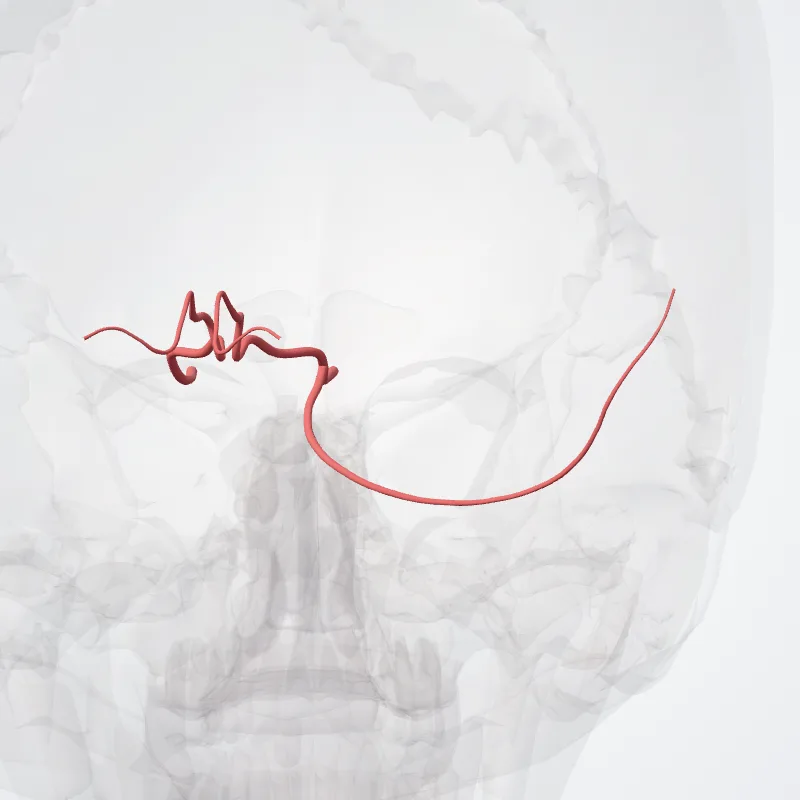 Arteria occipitalis medialis (Medial occipital artery) hervorgehoben in einem 3D-Modell des menschlichen Körpers