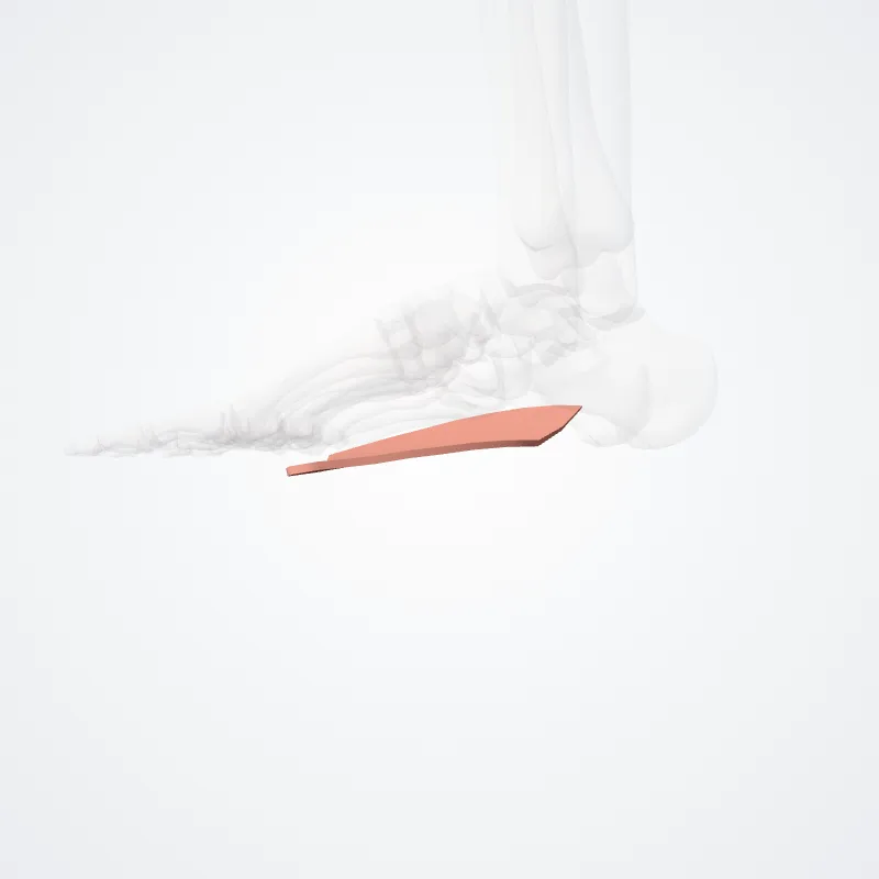 Pars medialis arcus longitudinalis pedis (Medial part of longitudinal arch of foot) hervorgehoben in einem 3D-Modell des menschlichen Körpers