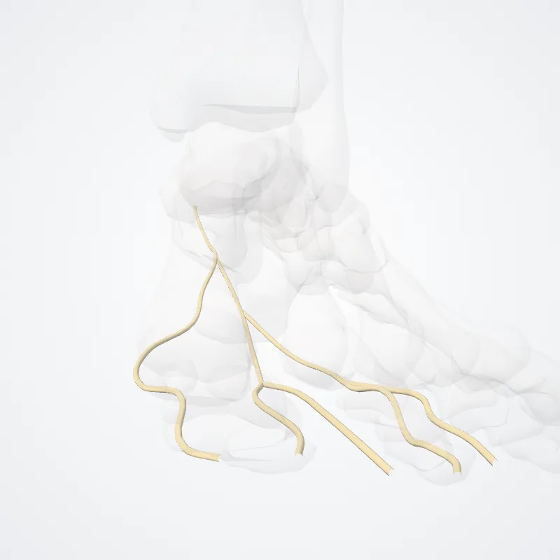 Medial plantar nerve (Nervus plantaris medialis) highlighted in a 3D model of the human body