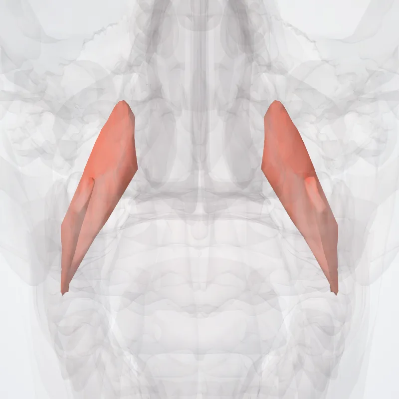 Medial pterygoid muscle (Musculus pterygoideus medialis) highlighted in a 3D model of the human body