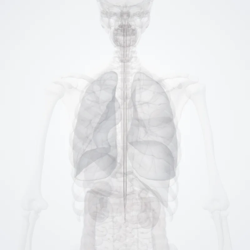 Tractus reticulospinalis medialis tractus (Medial reticulospinal tract) hervorgehoben in einem 3D-Modell des menschlichen Körpers