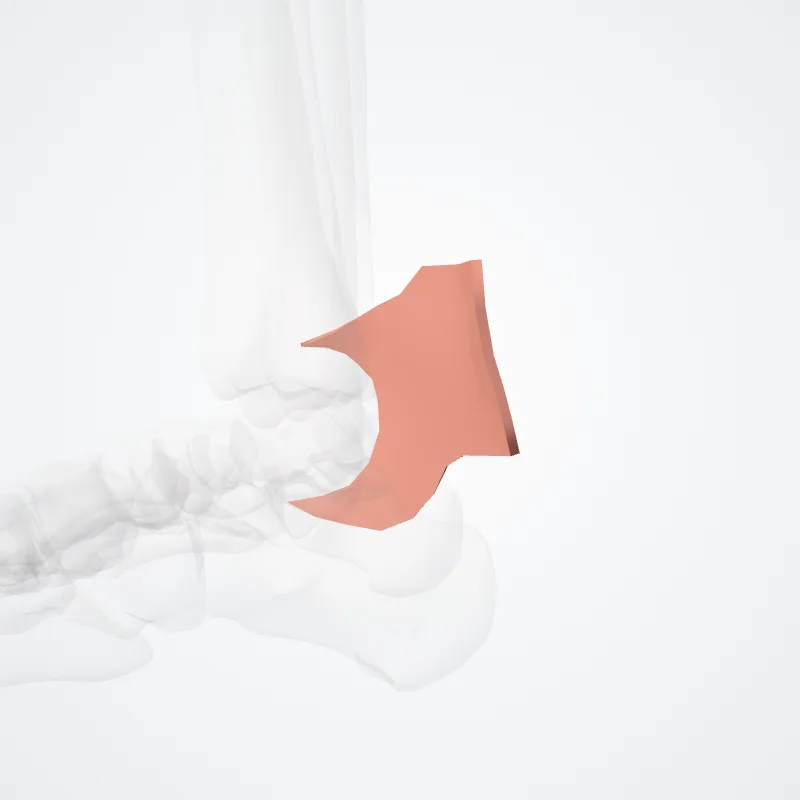 Medial retromalleolar region (Regio retromalleolaris medialis regio) highlighted in a 3D model of the human body
