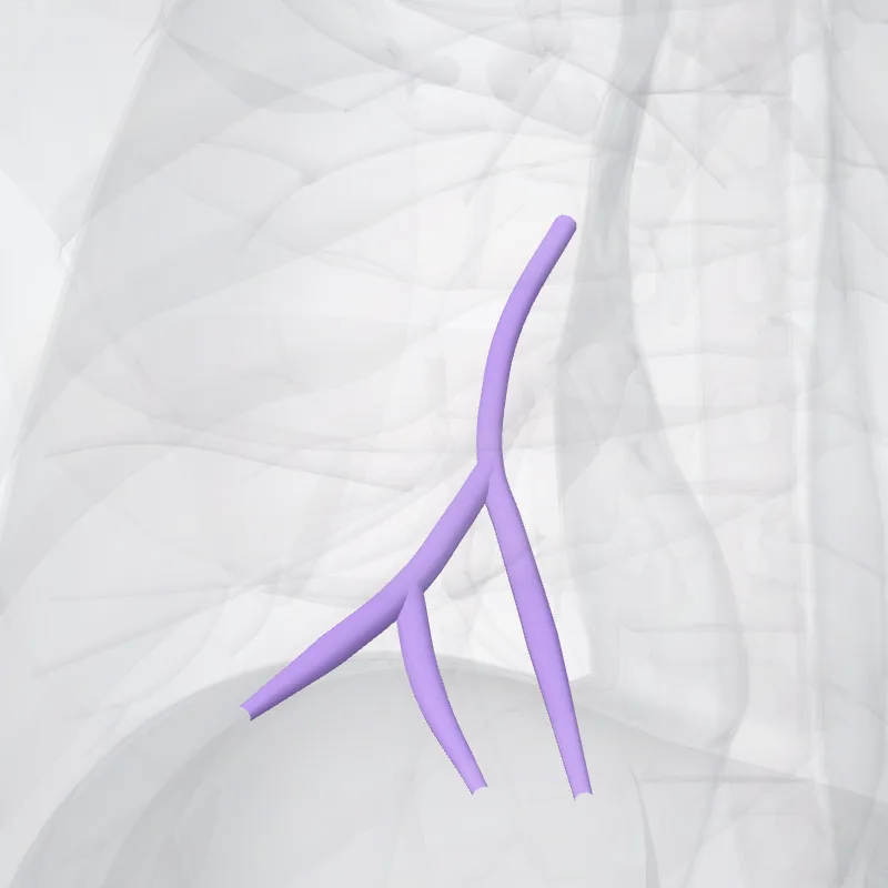 Arteria segmentalis medialis pulmonis dextri (Medial segmental artery of right lung) hervorgehoben in einem 3D-Modell des menschlichen Körpers