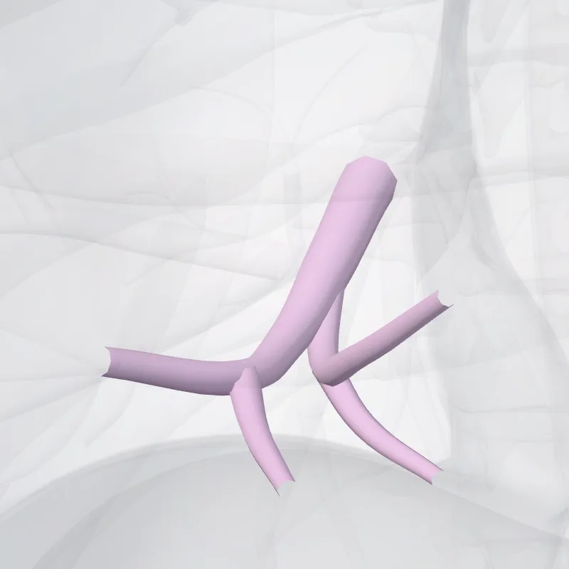 Bronchus segmentalis medialis pulmonis dextri (BV) (Medial segmental bronchus of right lung (BV)) hervorgehoben in einem 3D-Modell des menschlichen Körpers