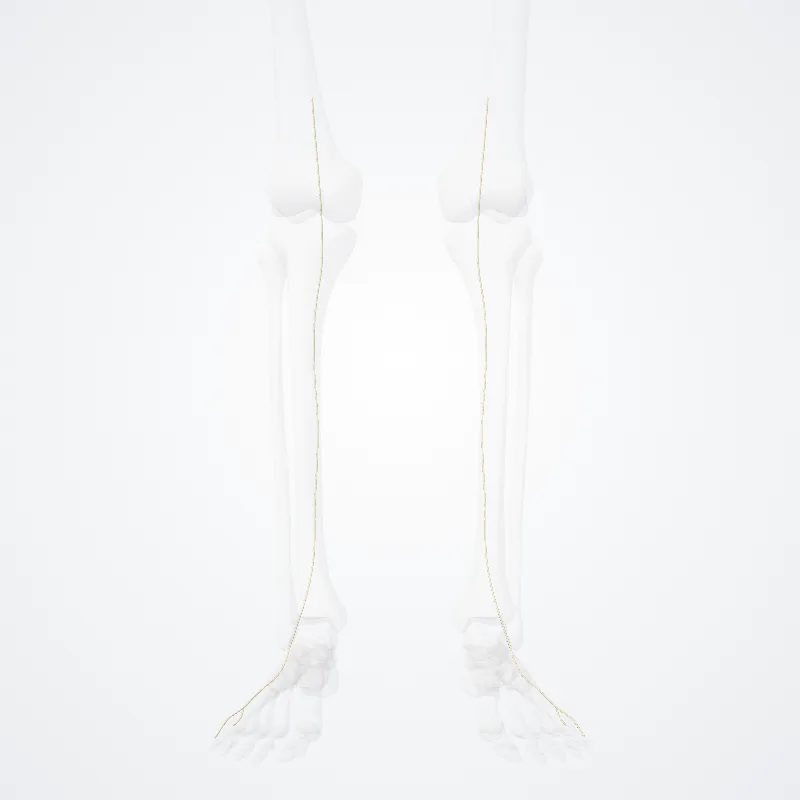 Nervus cutaneus medialis surae (Medial sural cutaneous nerve) hervorgehoben in einem 3D-Modell des menschlichen Körpers